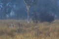 mist roos